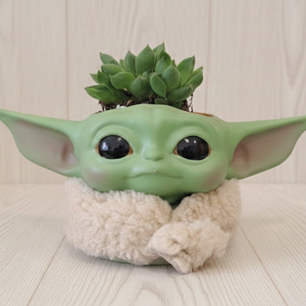 Suculenta Baby Yoda