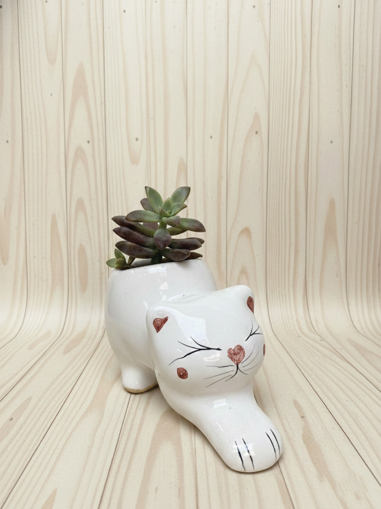 Suculenta Gatito blanco