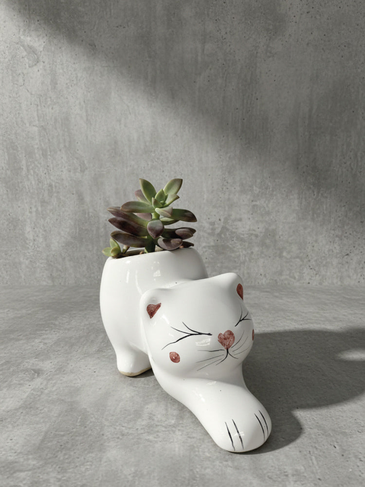 Suculenta Gatito blanco