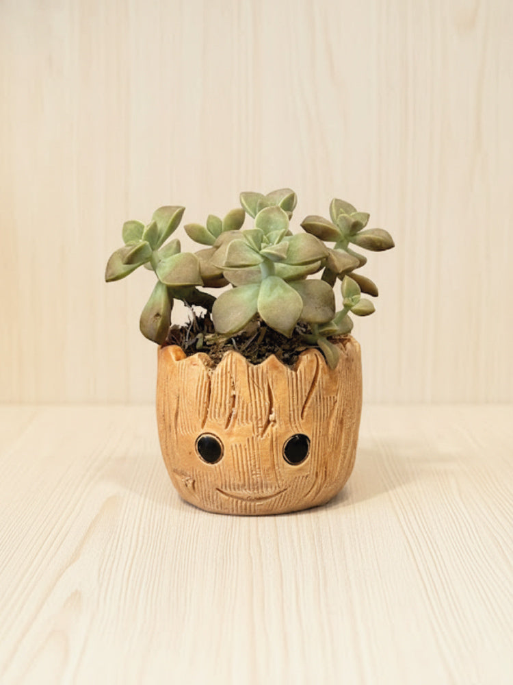 Suculenta Groot pequeña