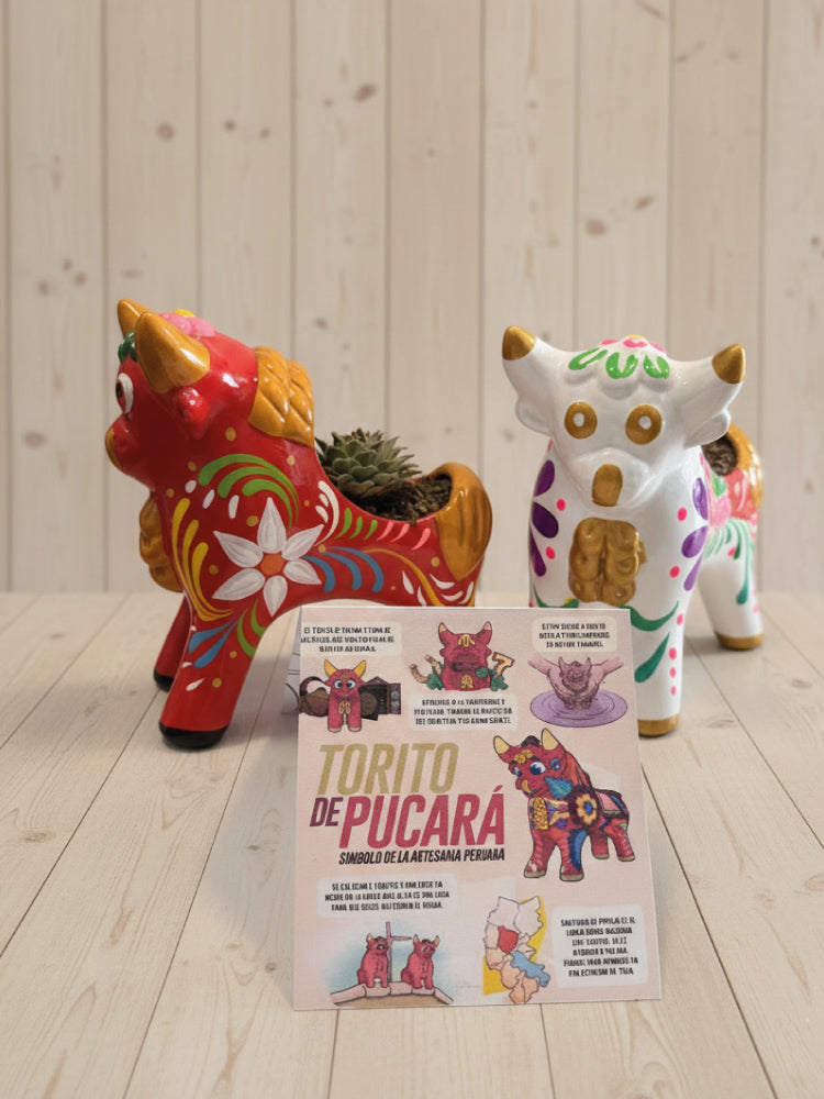 Suculenta Torito Pukará