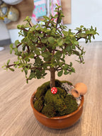 Bonsai