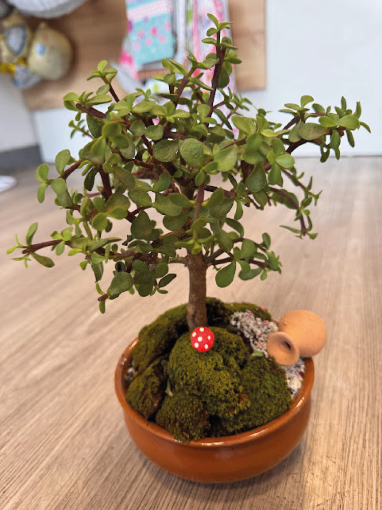 Bonsai
