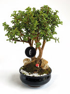 Bonsai