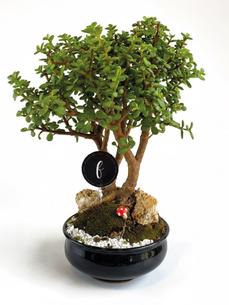 Bonsai