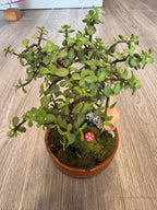 Bonsai