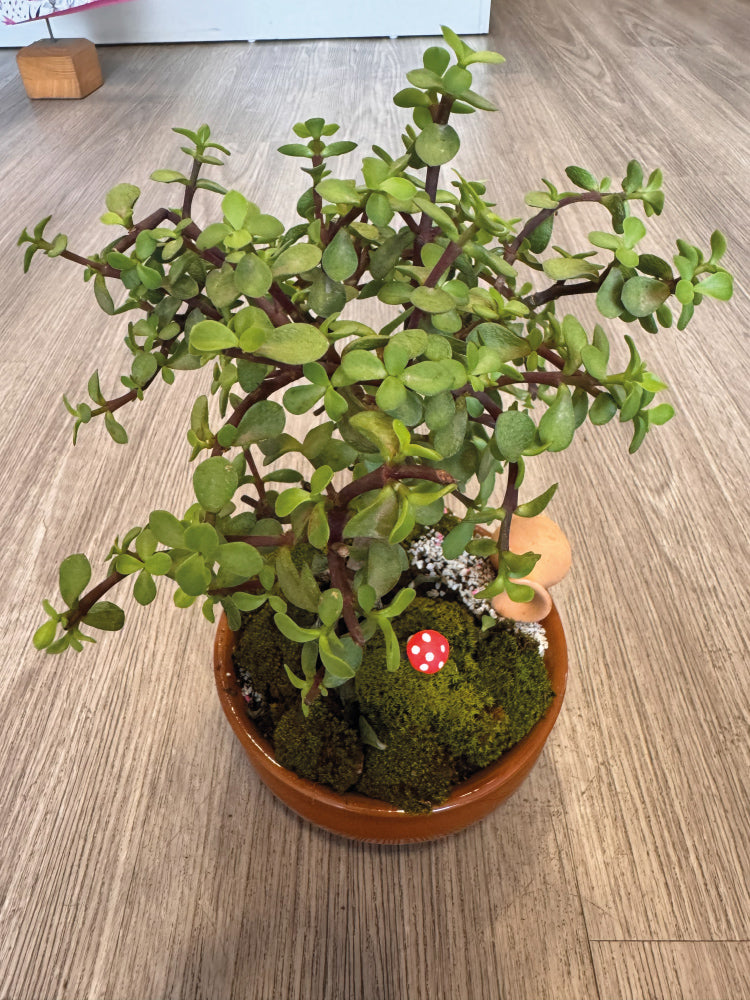 Bonsai