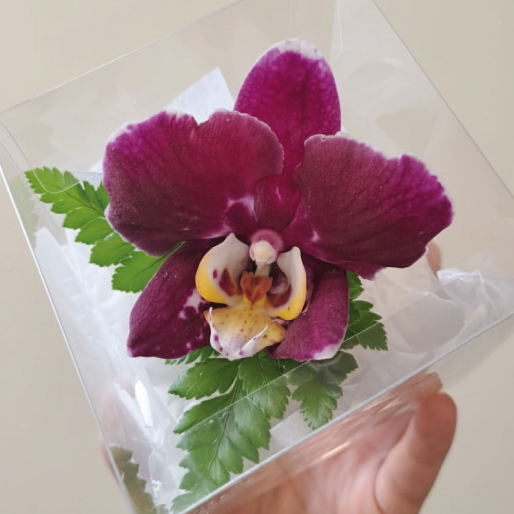 Corsaje Orquídea prom