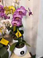 Orquídea Phalaenopsis natural 1 vara