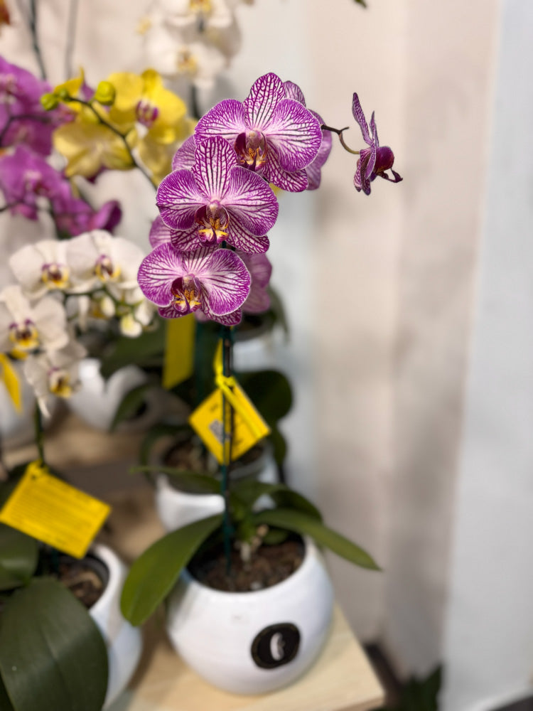 Orquídea Phalaenopsis natural 1 vara