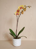Orquídea Phalaenopsis natural 1 vara