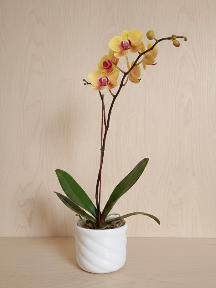 Orquídea Phalaenopsis natural 1 vara