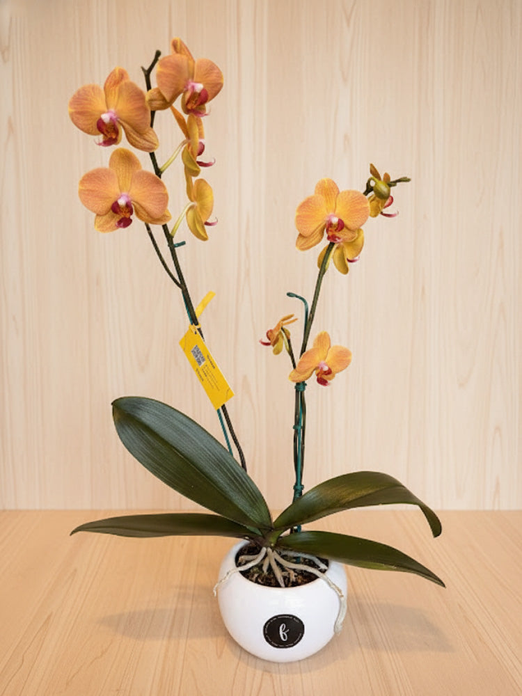 Orquídea Phalaenopsis natural 2 varas